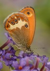 Coenonimpha arcania