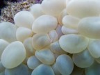 Gamberetto dei coralli a bolle, Indonesia