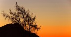 Di vedetta all'alba