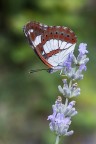Limentis reducta