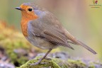 Robin....