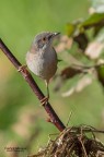 Occhiocotto femmina