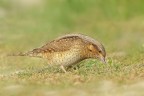 Torcicollo  (Jynx torquilla)