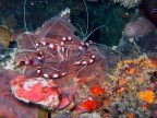 Gamberi pulitore a bande Stenopus hispidus