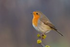Pettirosso fra la notte e il giorno
