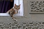Papillon