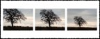 ...alberi...