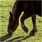 Cavallo