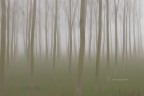 Regno delle tenebre padane (cit)