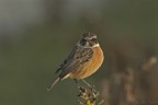 Maschio di Saltimpalo (Saxixola rubicola) alle prime luci de