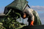 La raccolta dei carciofi - Lo &quot;sversamento&quot
