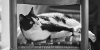 Micio