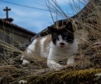 Gatto Street