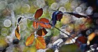 natura invernale 5