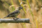 Crociere Femmina 
Loxia curvirostra Linnaeus, 1758
Crossbill

iso500 F8 1/1000
Monte Baldo Luglio 2016