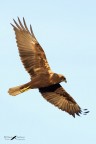 Falco di palude