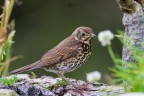 Tordo Bottaccio
Turdus philomelos C.L.Brehm, 1831
Trush

Monte Baldo (VR) Luglio 2016
2000iso F8 1/100