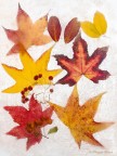 Autunno surgelato