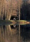 la diesis
