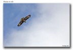 Poiana in volo