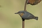 Picchio muratore (Sitta europaea)
