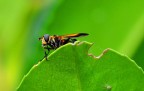 ECCO RIPOSTATA LA FOTO CORRETTA
METTO ANCHE I DATI DI SCATTO
MACCHINA NIKON D3000
OBIETTIVO TAMRON 70-300 F4.5
F16
T 1/50
ISO 400
ASPETTO VOSTRI COMMENTI
GRAZIE MILLE A TUTTI