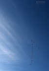 S.T