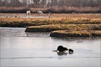 Nutria con piccolo