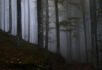Selva