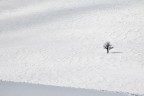 solitario