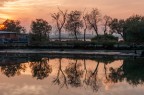 Alberi riflessi
