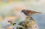 Passera scopaiola  al mattino con temperatura sotto Lombardia zero e con sfondo tutto brinato