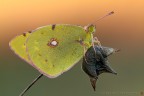 Colias crocea (Geoffrey, 1785) (Lepidoptera - Pieridae)

Canon EOS 7D + Sigma 180mm f/3.5 EX DG HSM Macro

Suggerimenti e critiche sempre ben accetti
[url=http://www.rossidaniele.com/HR/_MG_7502copia-mdc-1500.jpg]Versione HR[/url]