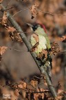 Picus viridis Picus viridis