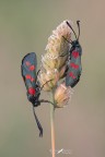 Zygaena filipendulae Zygaena filipendulae