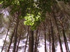 alberi di sangemini