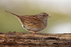 Passera scopaiola