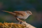 Passera Scopaiola