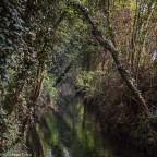 Nel Folto del Bosco