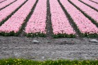 Fields