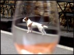 THE_DOG