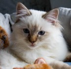 pUzzLecAt