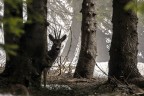 Il capriolo