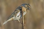 Peppola (Fringilla montifringilla)