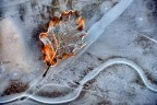 Frost