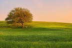 In mezzo al grano