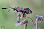 Pentagramma