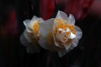 Un fiore di Pasqua (Narciso) sul mio terrazzo.
SD1-150 macro 1/100 - f/5,6 manolibera.