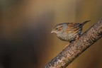 passera scopaiola