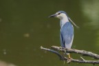 Nitticora